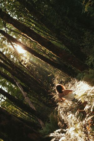Sunlight streams through tall forest trees creating dramatic rays of light filtering through green foliage.
