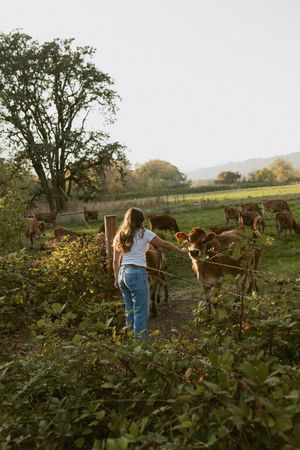 Person in jeans tends to a herd of brown cattle in a pastoral countryside setting during golden hour.