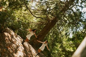 Looking up through towering redwood trees with sunlight filtering through the dense forest canopy.