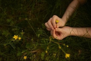 Hands delicately gather small yellow wildflowers among lush green grass in a nature setting.