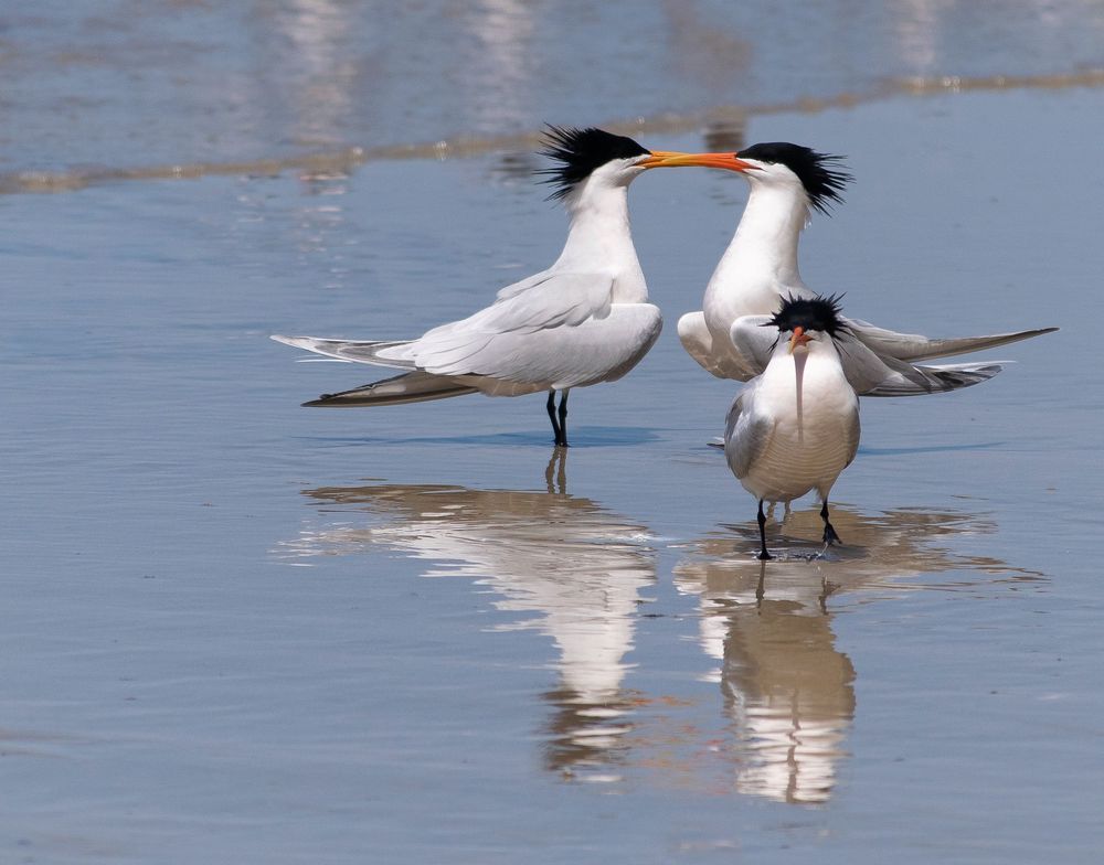 Three elegant terns with spiked crests standing together on a beach with their reflections in the wet sand.