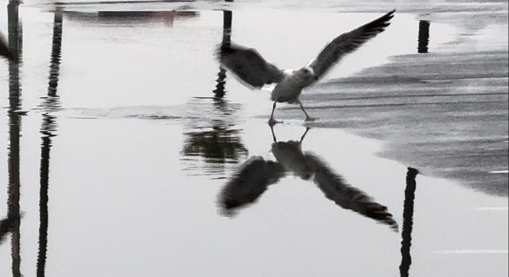 Black and white photo of a seagull landing on water with its reflection creating symmetry.