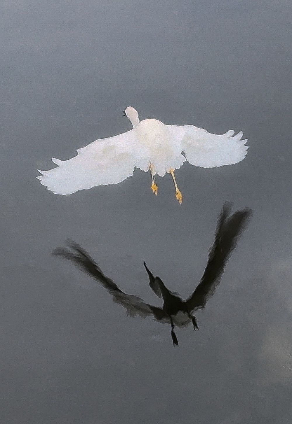 White egret flying with wings spread against gray sky casting dramatic shadow below.