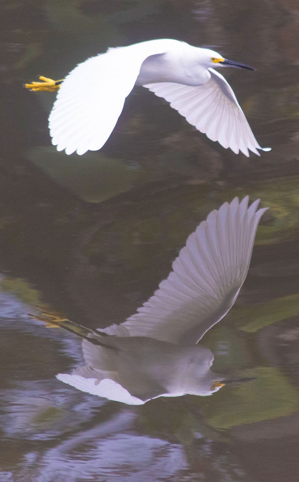 White egret spreading its delicate wings while skimming across dark water.
