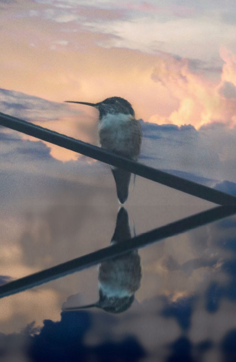 Bird perched on a diagonal line against a dramatic sunset sky.
