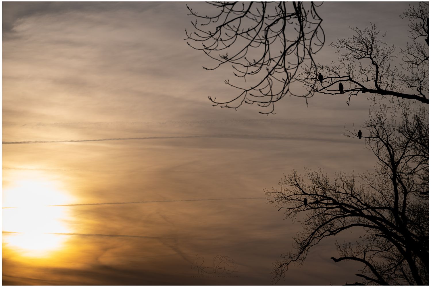 A dead tree branch silhouetted against a dark, moody sky provides a stark natural contrast in black and white.