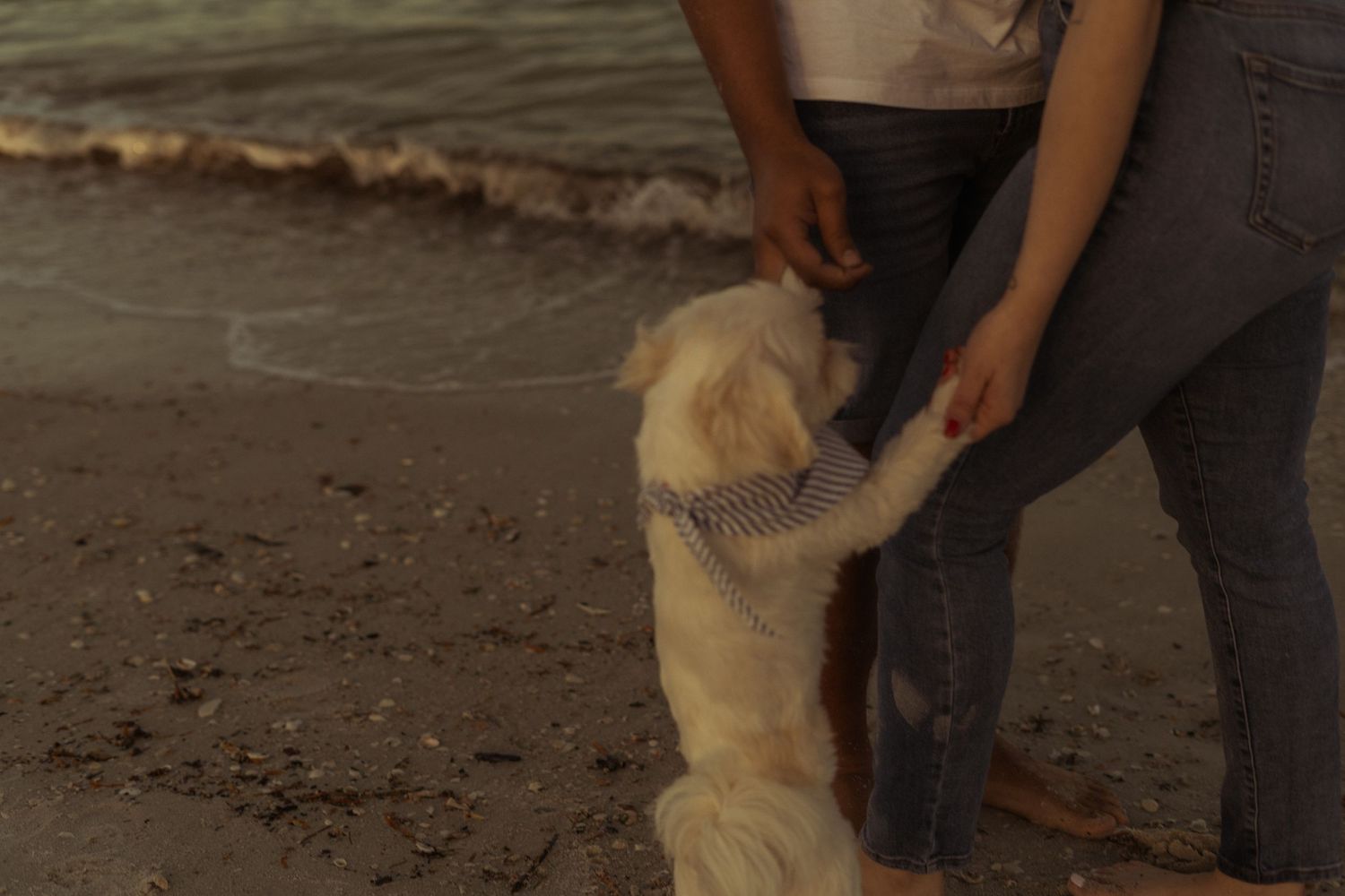 close up of m/f couple holding their dog’s paws at the beach