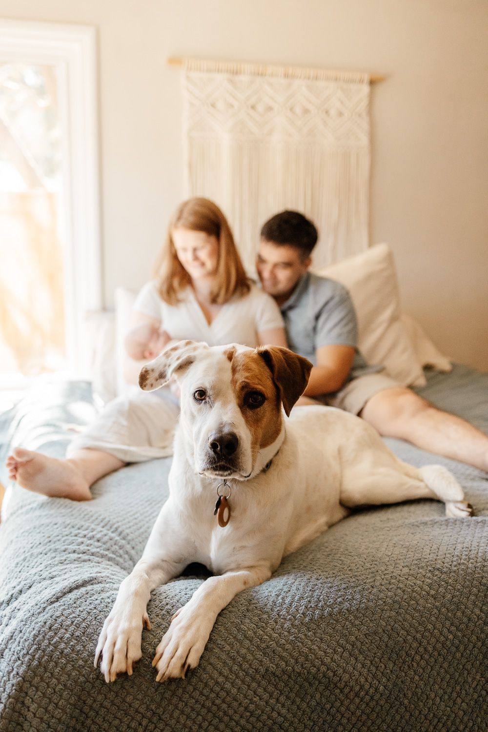 San Jose family on bed with dog during newborn photo session with Bay Area Newborn Photographer Cindy Tucey Photography
