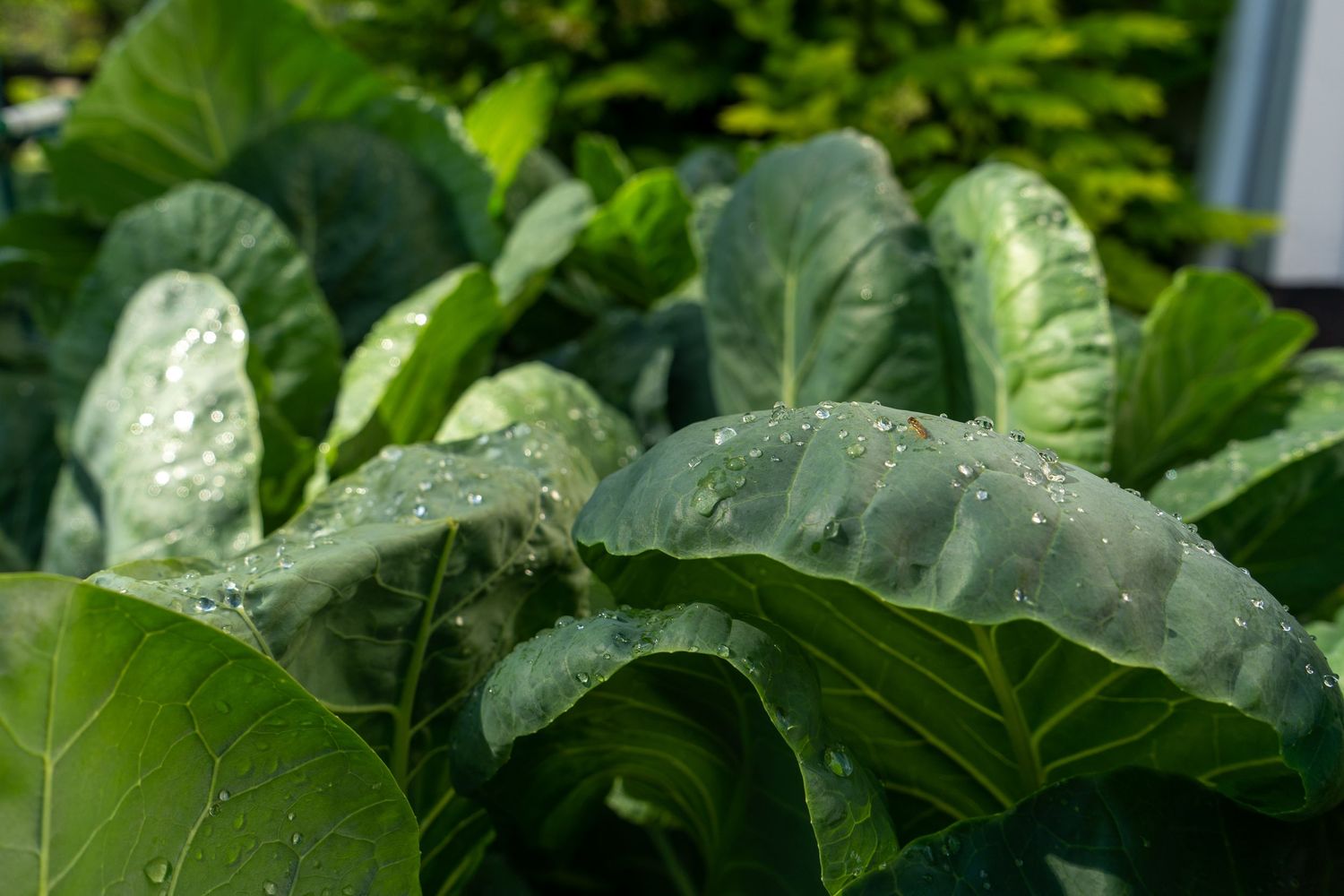Rows of healthy green cabbage plants growing in an outdoor garden setting.