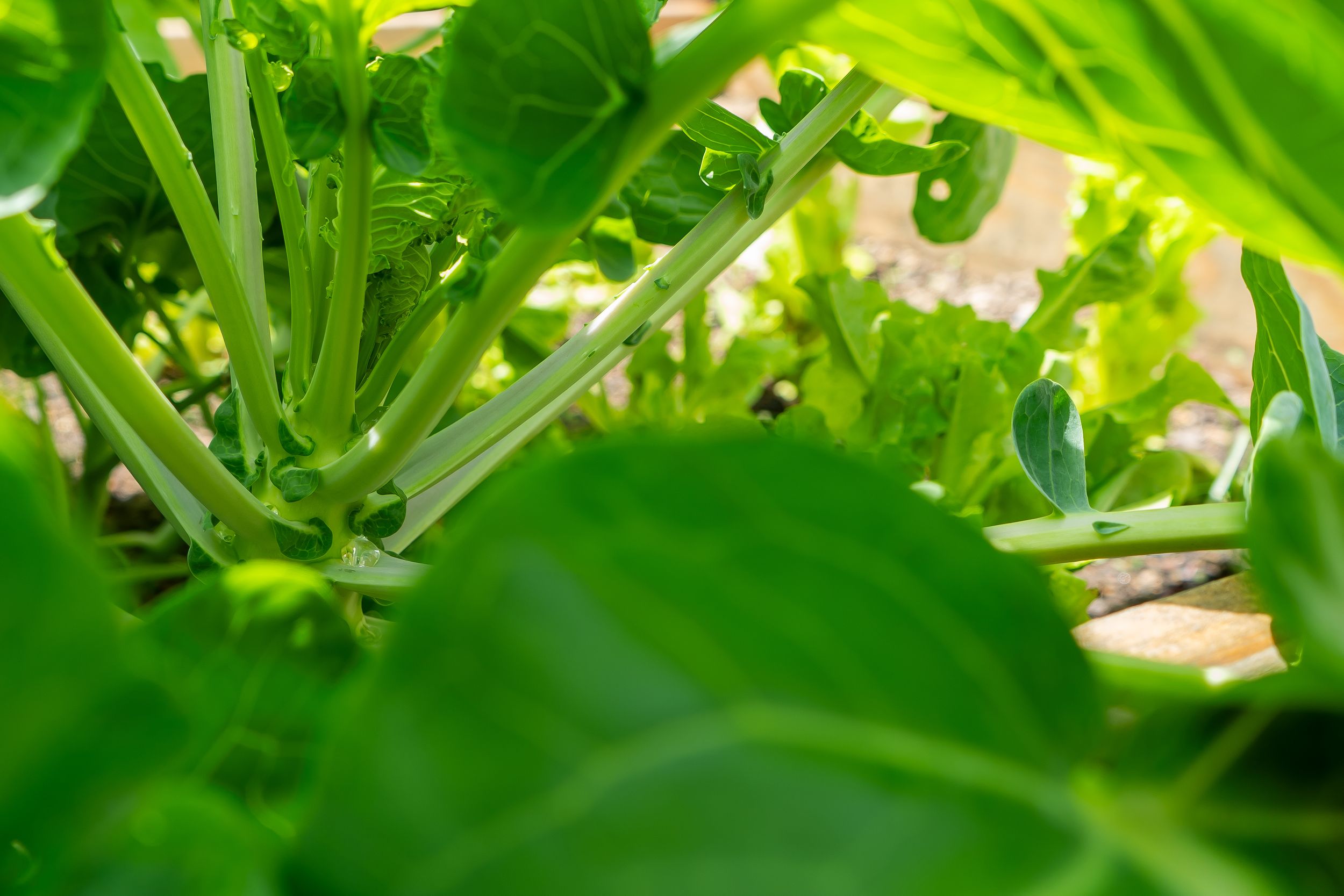Sunlit green vegetables with water droplets showing organic farming freshness.