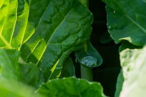 Fresh green cabbage leaves with morning dew droplets catching the sunlight.