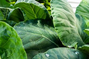 Raindrops glisten on broad green leaves in natural garden setting.