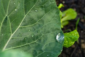 Water beads rest on textured green leaf surface against dark soil background.