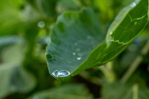 Crystal clear water droplets rest perfectly on smooth green leaf surface.