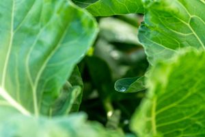 Dew drops catch morning light on fresh green garden foliage.
