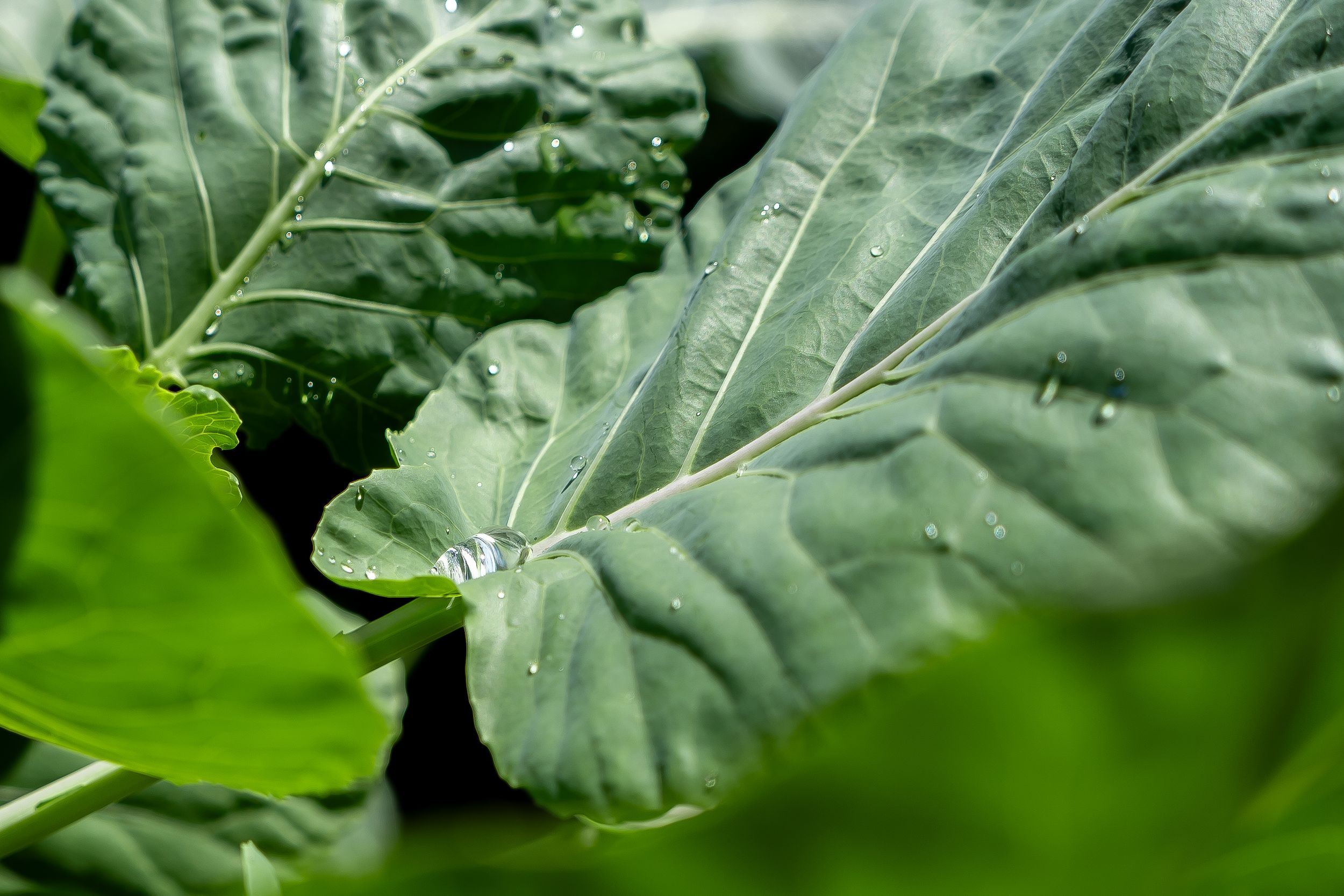 Close-up of vibrant green collard or cabbage leaves showing detailed leaf texture and veining patterns.