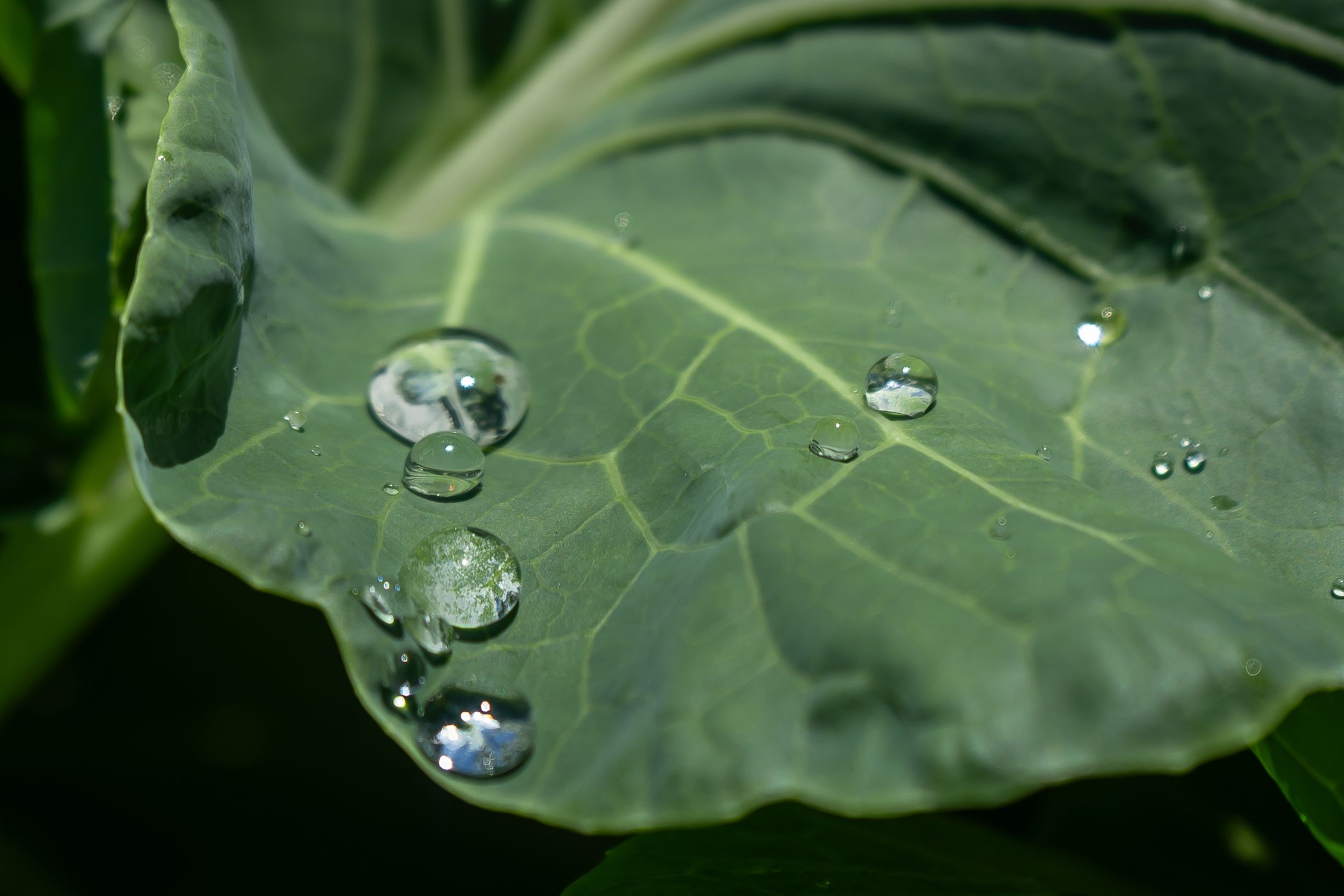 Large water droplets sit on green cabbage leaf showing natural hydrophobic effect.