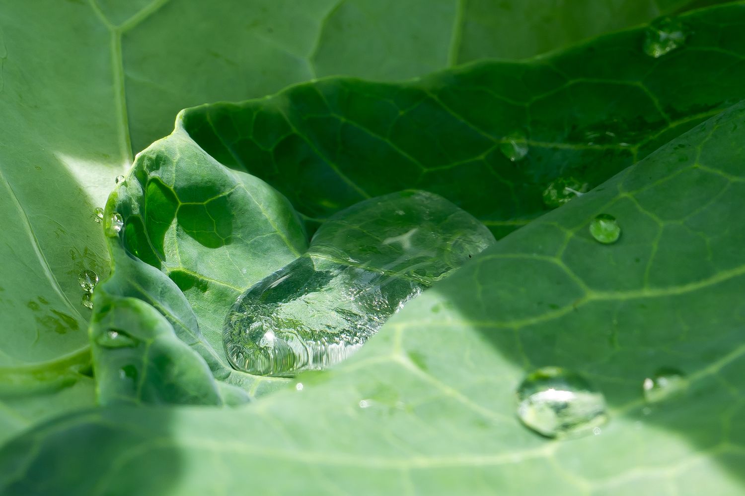 Close-up of water droplets glistening on a fresh green leaf surface in natural light.