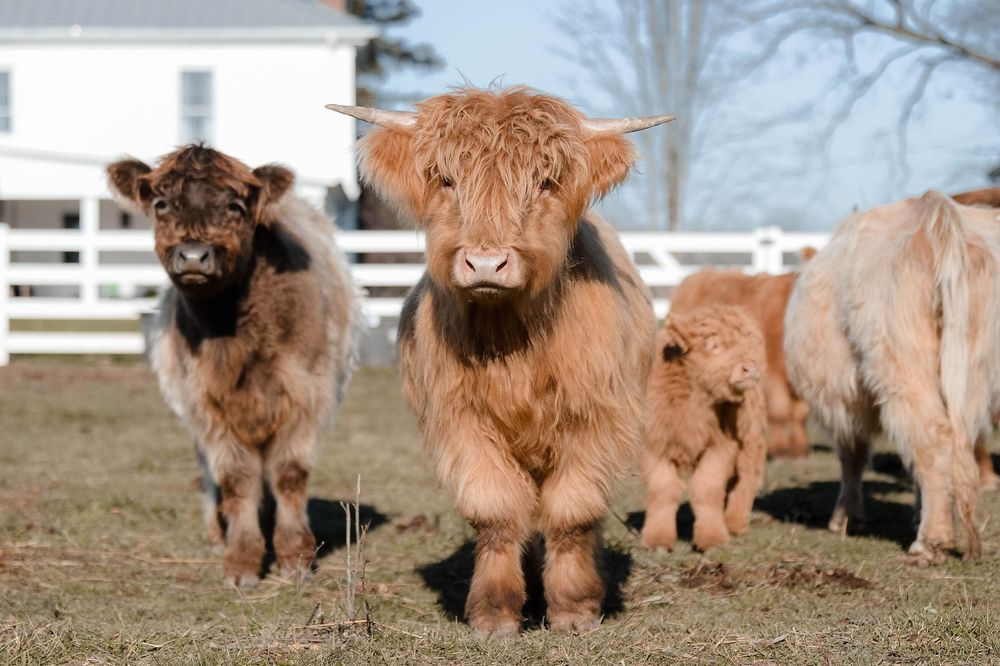 A group of shaggy Highland cattle with long horns and reddish-brown fur grazing together in a pasture.
