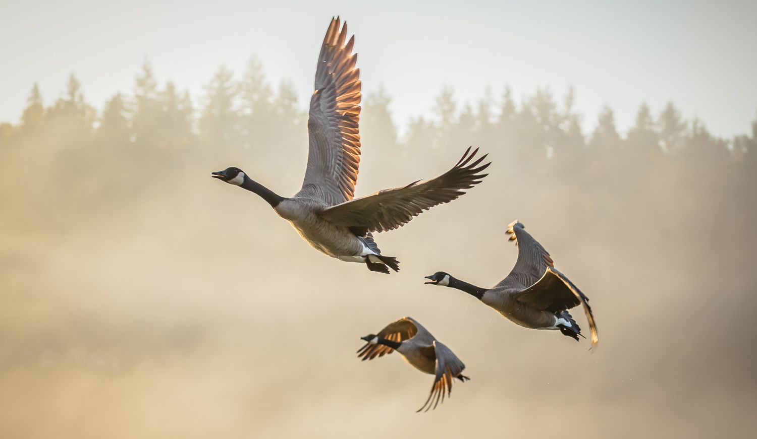 Canada Goose, Deer Lake, Burnaby, British Columbia
