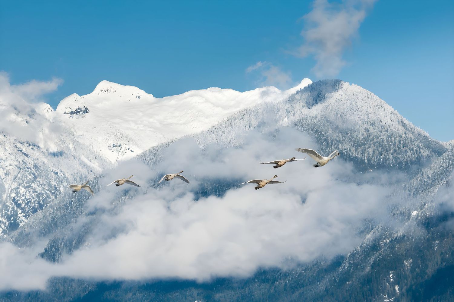 Trumpeter Swans, Pitt Lake, Pitt Meadows, British Columbia