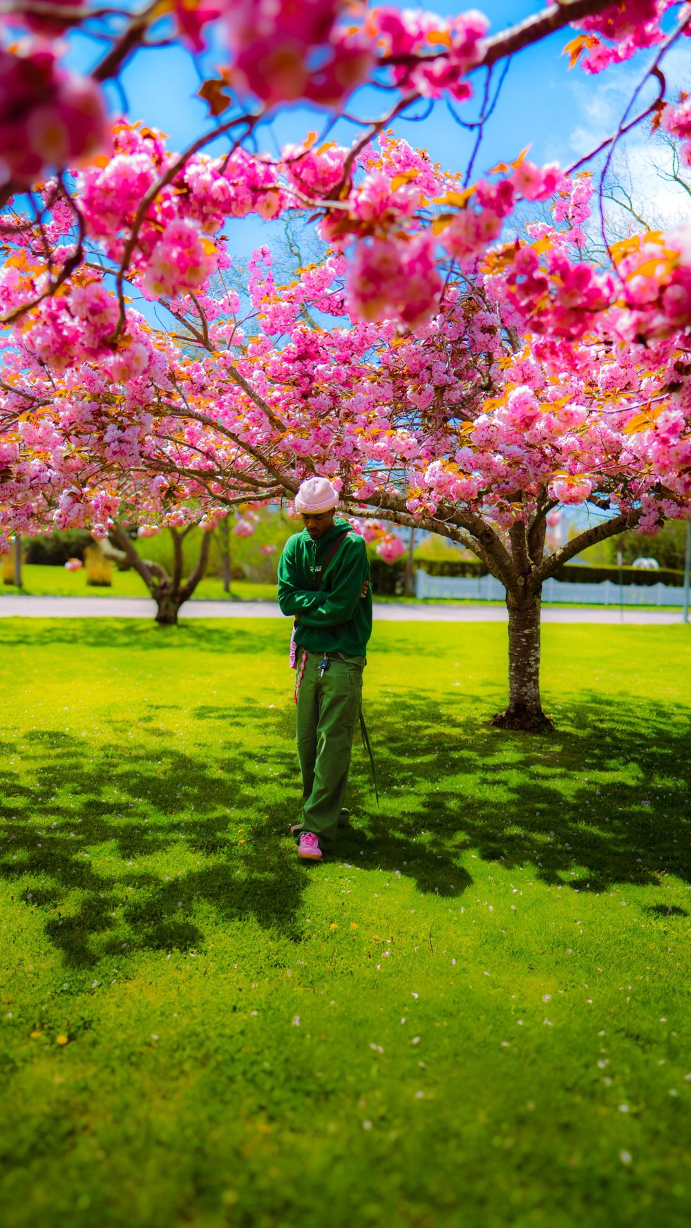 A flowering cherry blossom tree with vibrant pink blooms stands over a lush green lawn on a bright spring day.