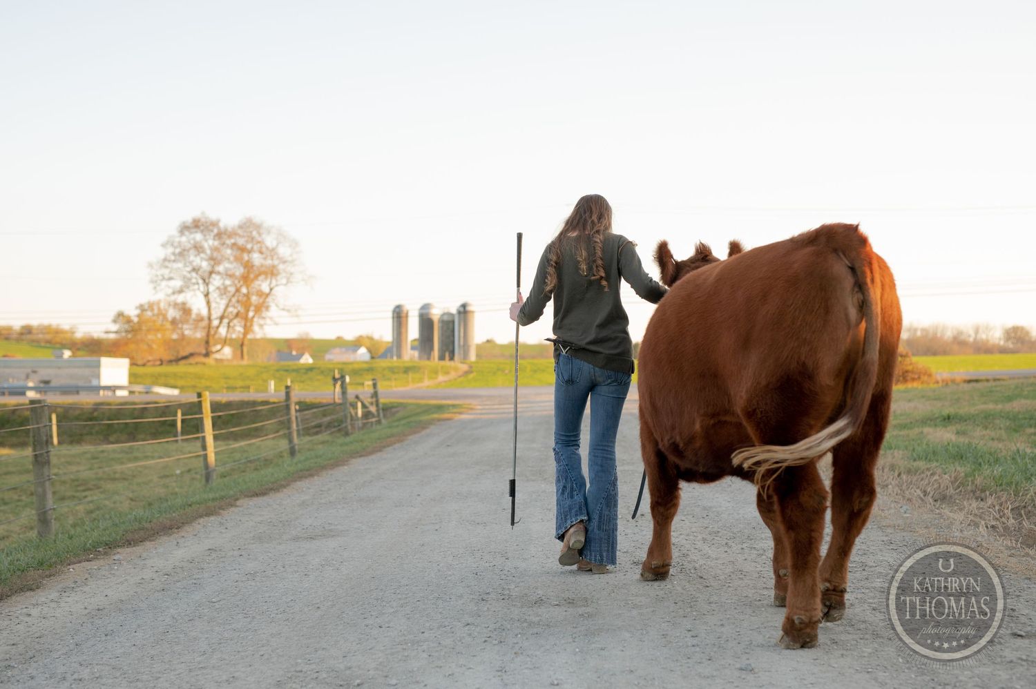 A brown cow follows behind someone walking down a rural path during golden hour.