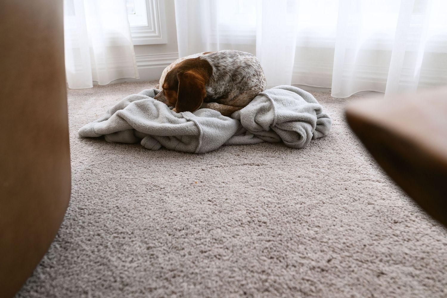 Beagle dog sleeping peacefully on a cozy blanket on beige carpeted floor.