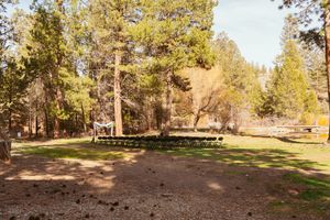 Empty picnic area with wooden tables surrounded by tall pine trees in a sunny forest setting.