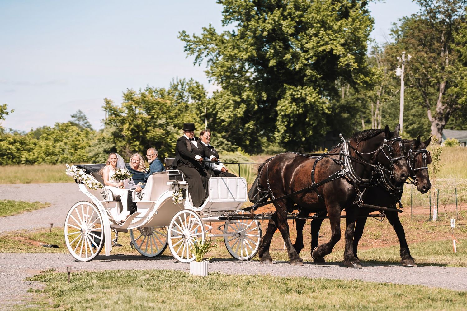 A white horse-drawn carriage with two majestic black horses travels down a sunny path surrounded by green trees.