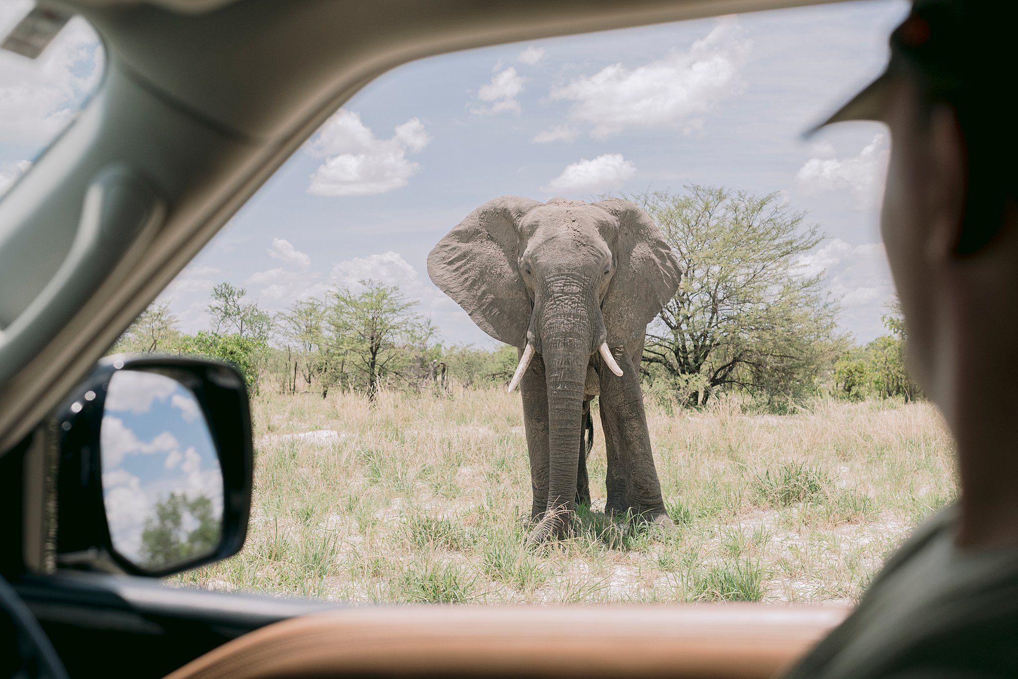 African elephant approaching a safari vehicle viewed through the car window mirror.