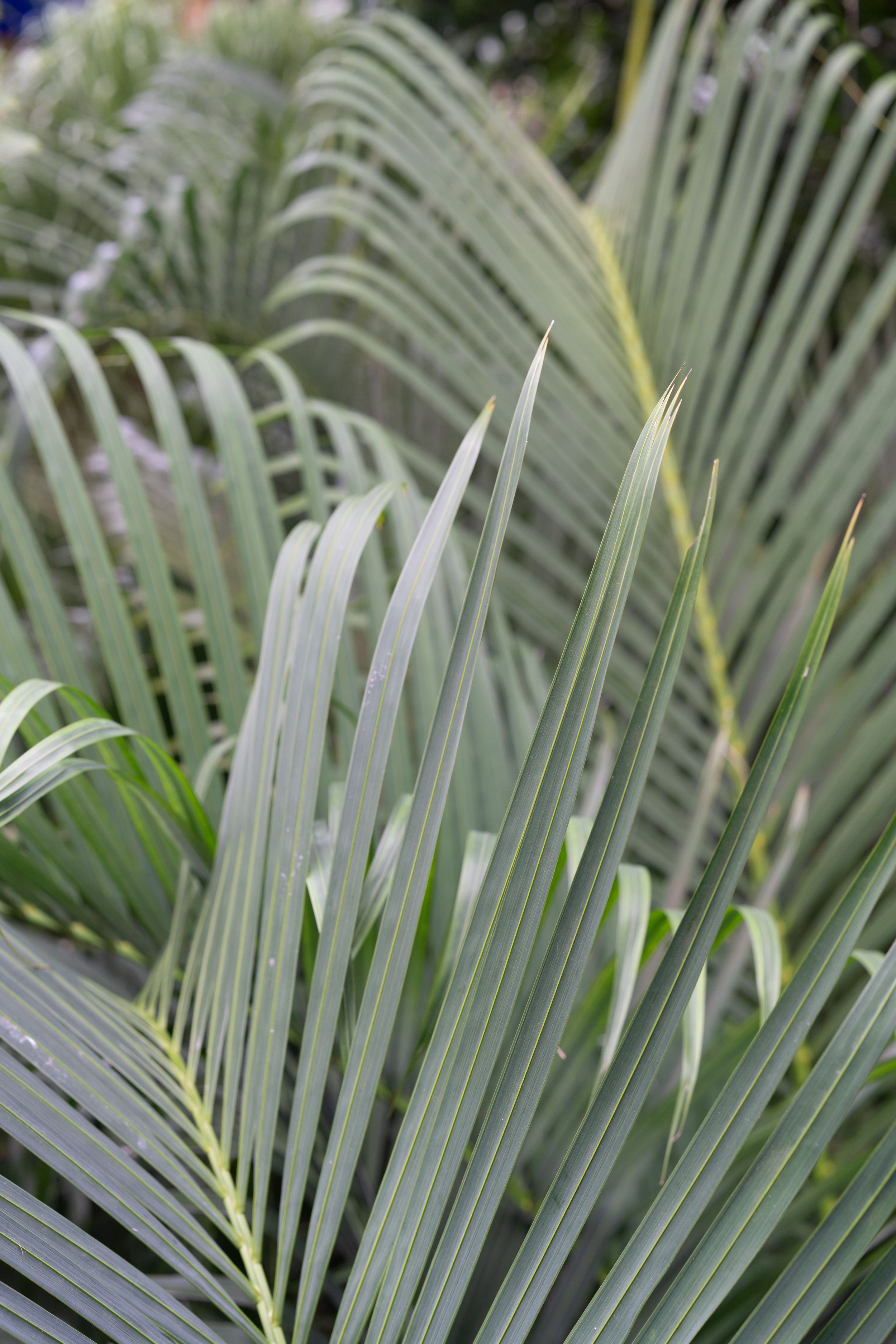 Close-up of silver-green palm fronds creating a natural pattern.