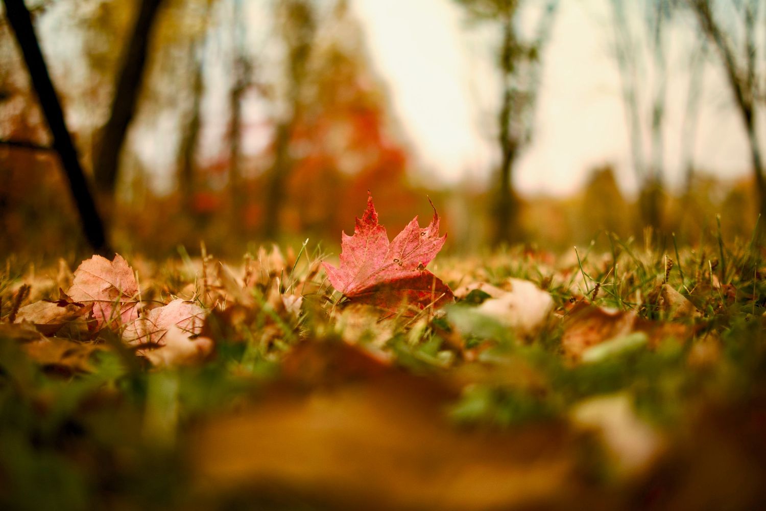 Red maple leaf rests among fallen autumn foliage on grass at sunset.