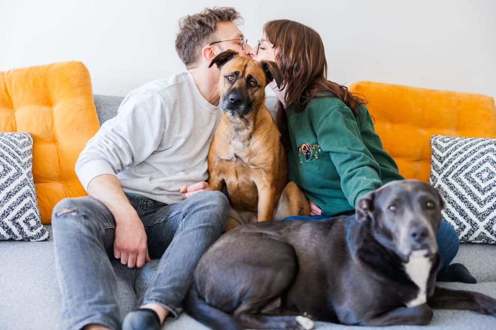 Happy couple on orange couch playing with their dogs.
