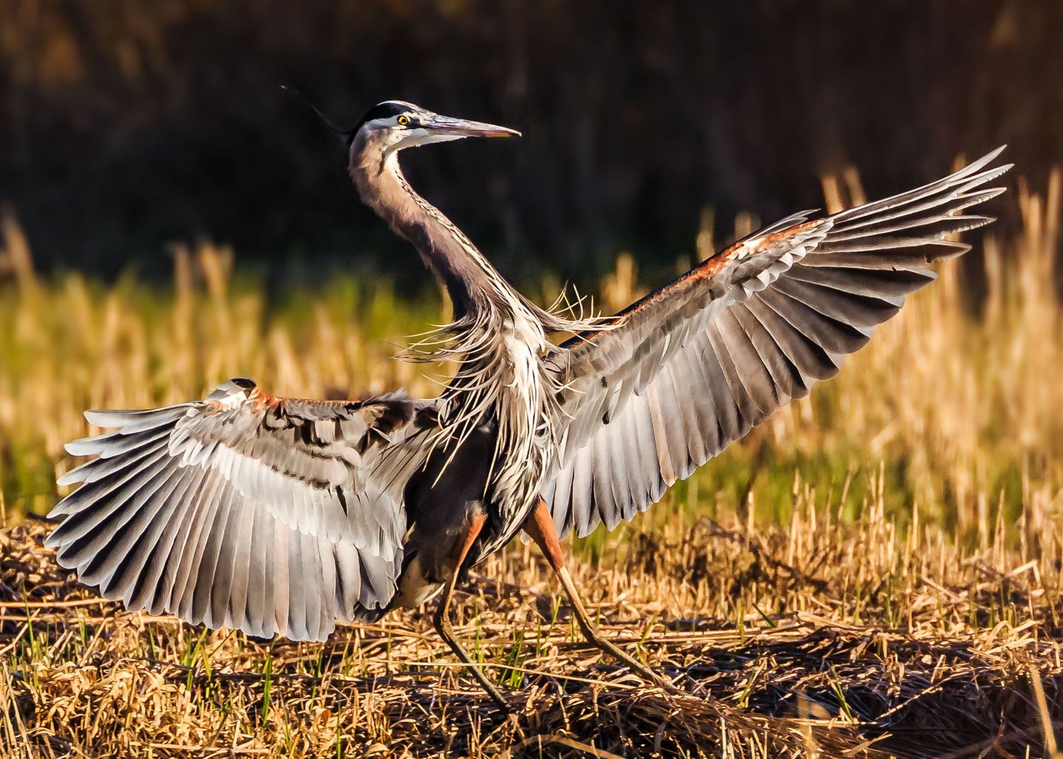 Great Blue Heron