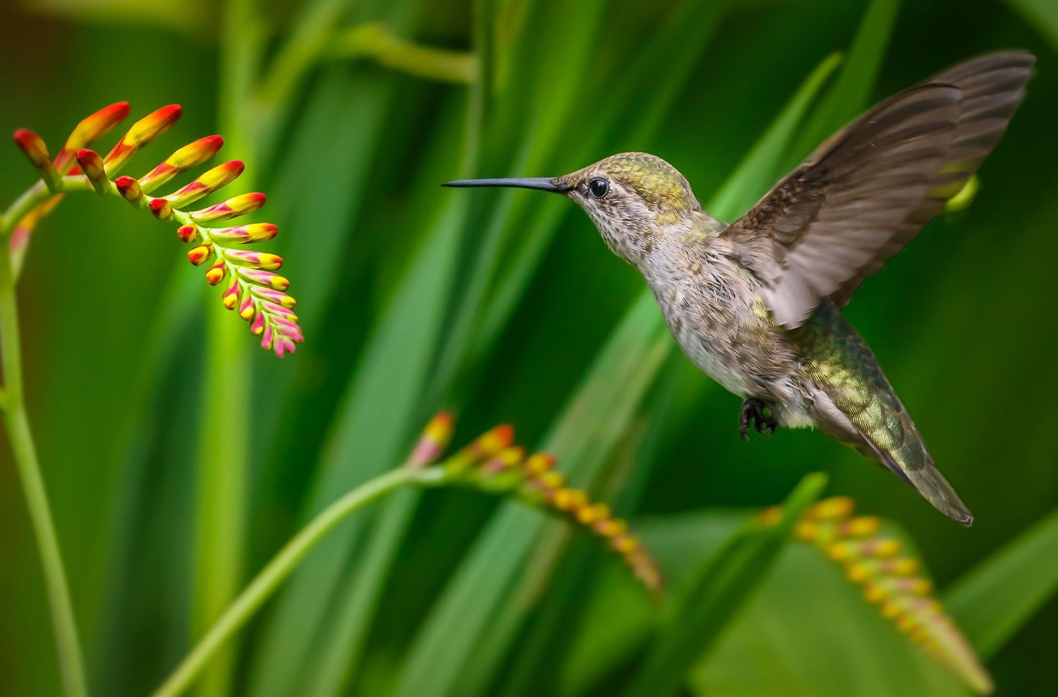 Anna's hummingbird
