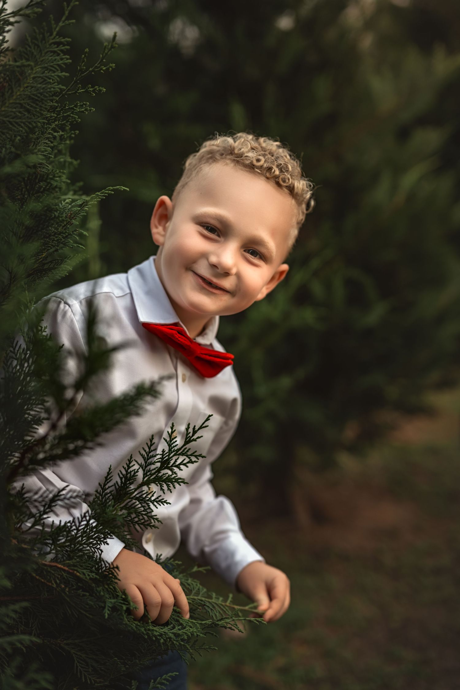 Child in white dress shirt and red bow tie peeks from behind evergreen branches in outdoor portrait setting.