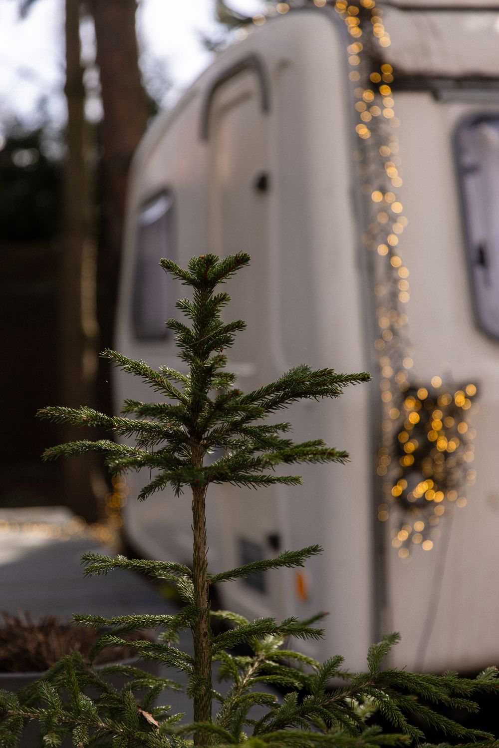 Small evergreen tree in focus with a decorated RV camper adorned with festive Christmas lights in the background.