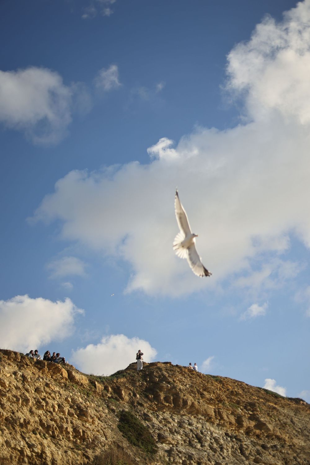 A white seagull soars over a rocky coastal cliff with people standing on top, against a blue sky with clouds.