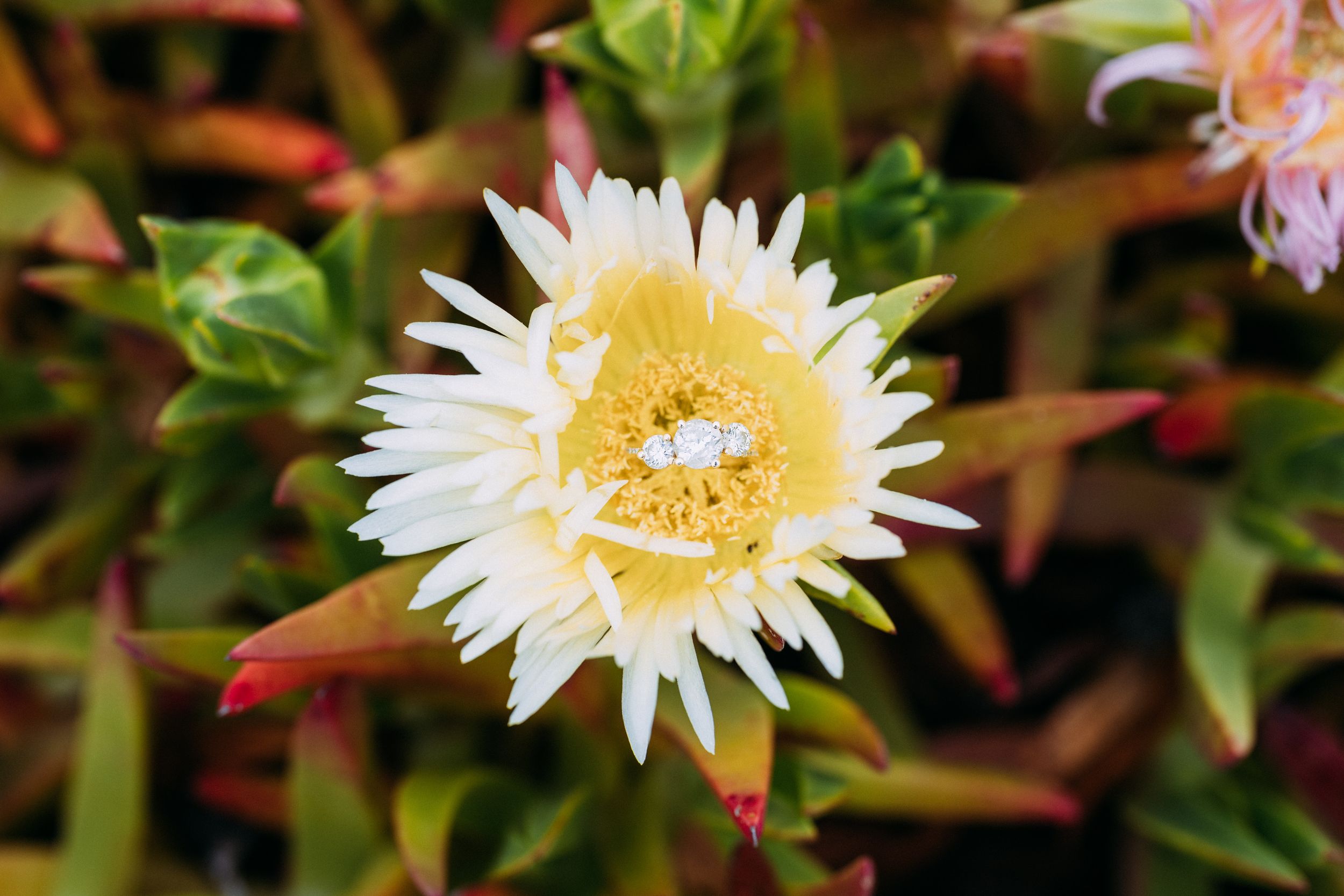 Ice plant engagement photo details