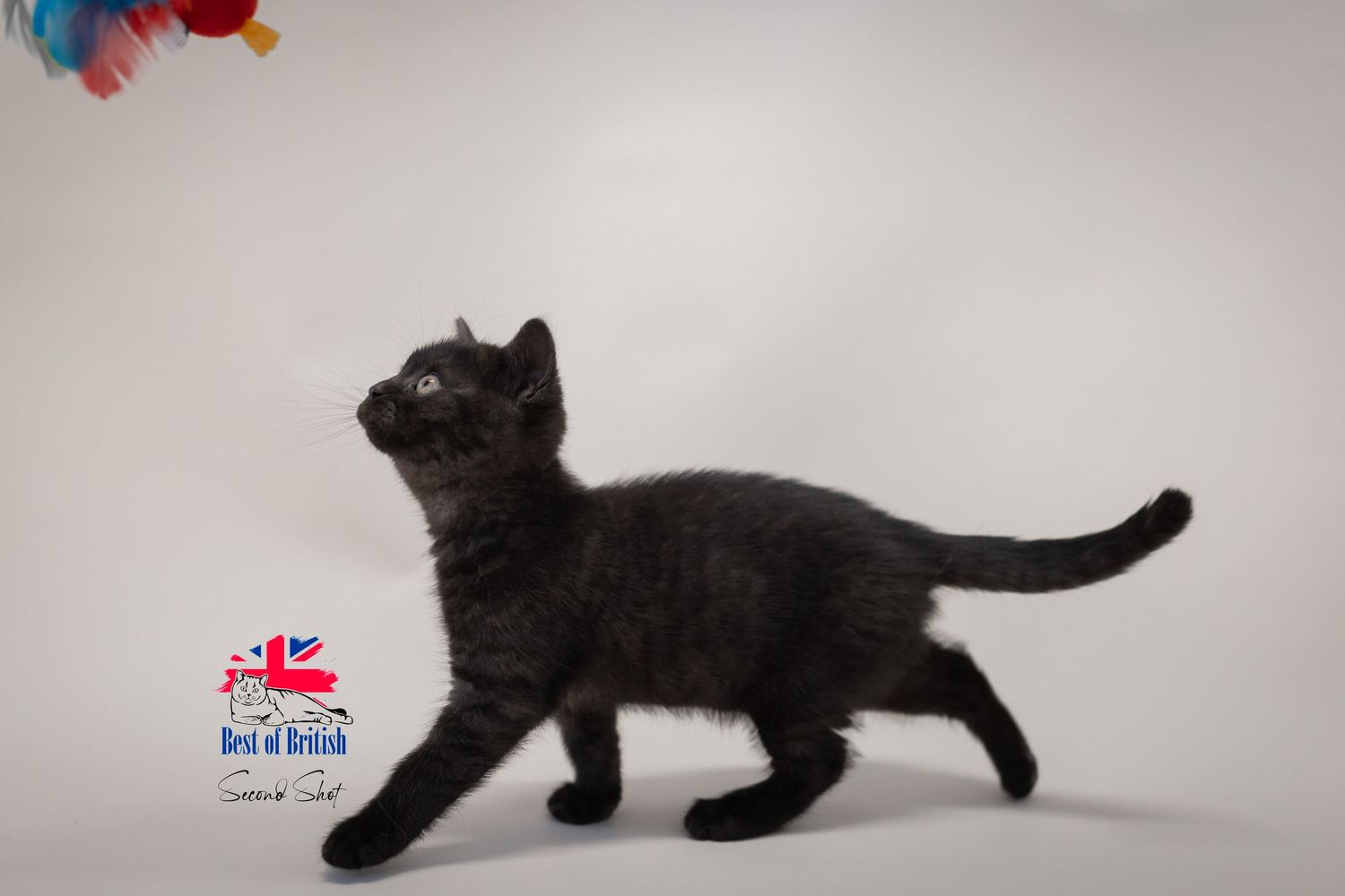 A small black kitten walks gracefully against a white background, showcasing its sleek fur and curious gaze.
