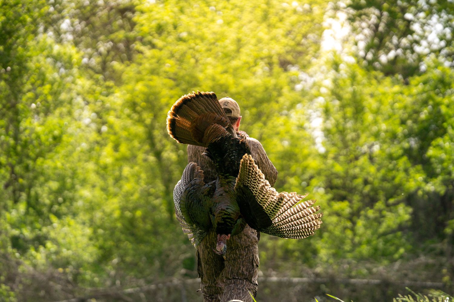 Hunter carrying a wild turkey through a lush green forest after a successful hunt.