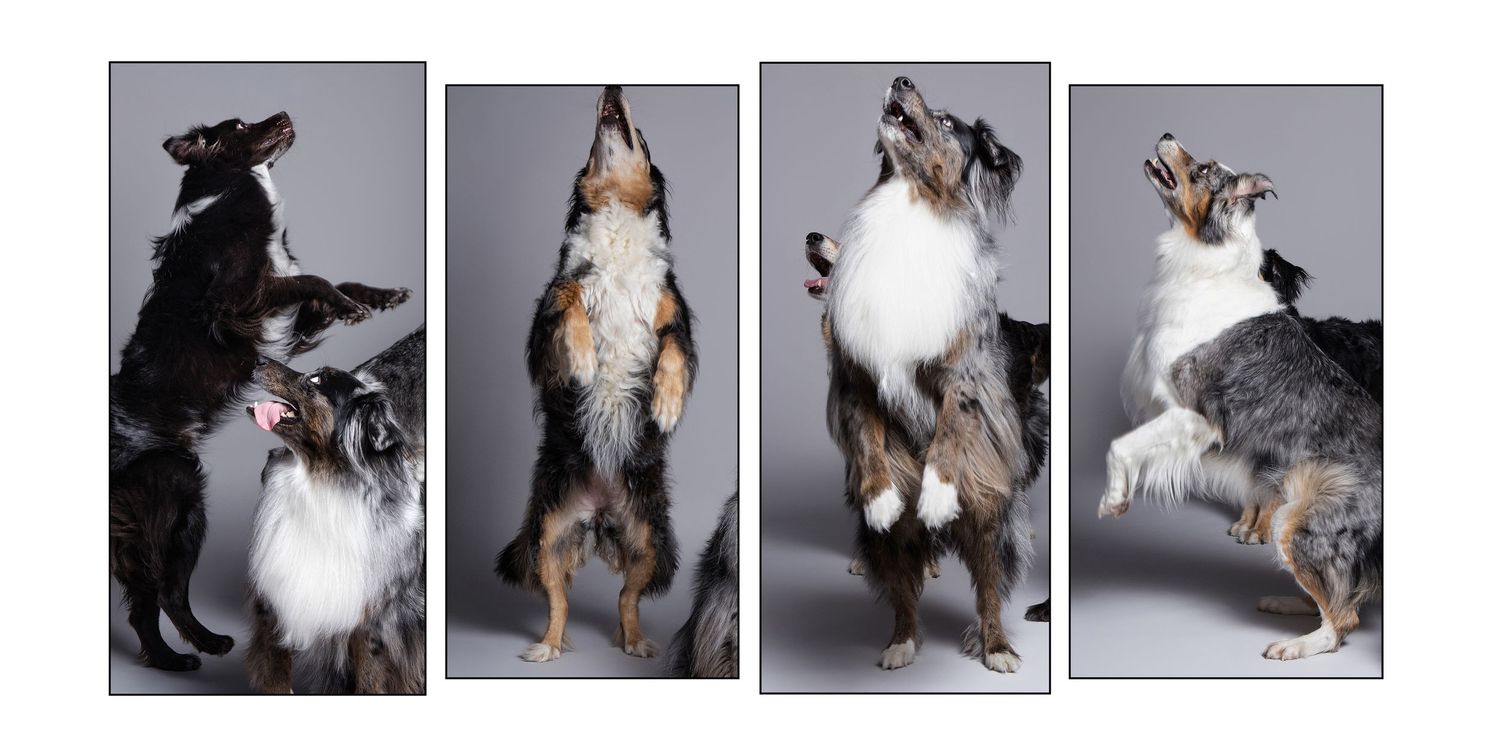 Four playful Australian Shepherd dogs standing on hind legs against a gray studio background in a collage of action shots.