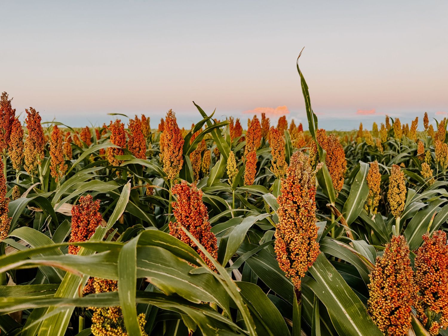 A vibrant sorghum field with red grain heads at golden hour under a pastel sunset sky.