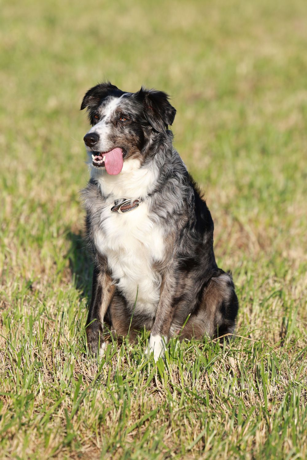 FARM AND FAMILY SESSION. MOBILE VET SERVICE, CLEVELAND, NC