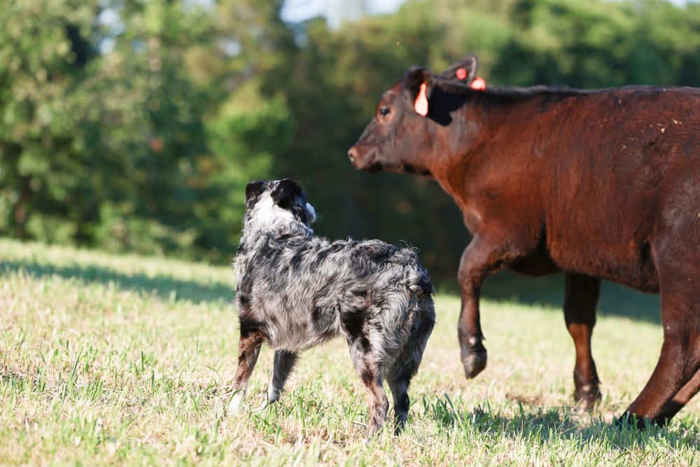 FARM AND FAMILY SESSION. MOBILE VET SERVICE, CLEVELAND, NC