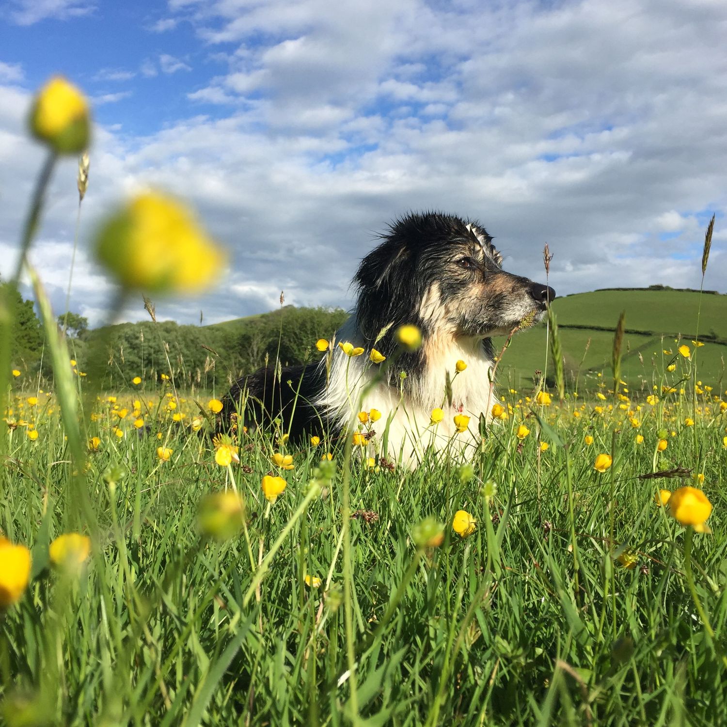 Dog portrait of a border collie sat in a meadow with buttercups and cloudy sky. Location based dog photography.