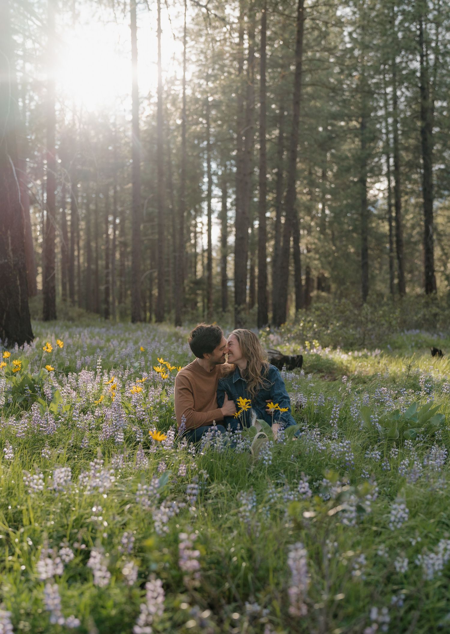 Couple sitting in wildflower meadow sharing a kiss, surrounded by lupine and sunlight filtering through tall pine trees.