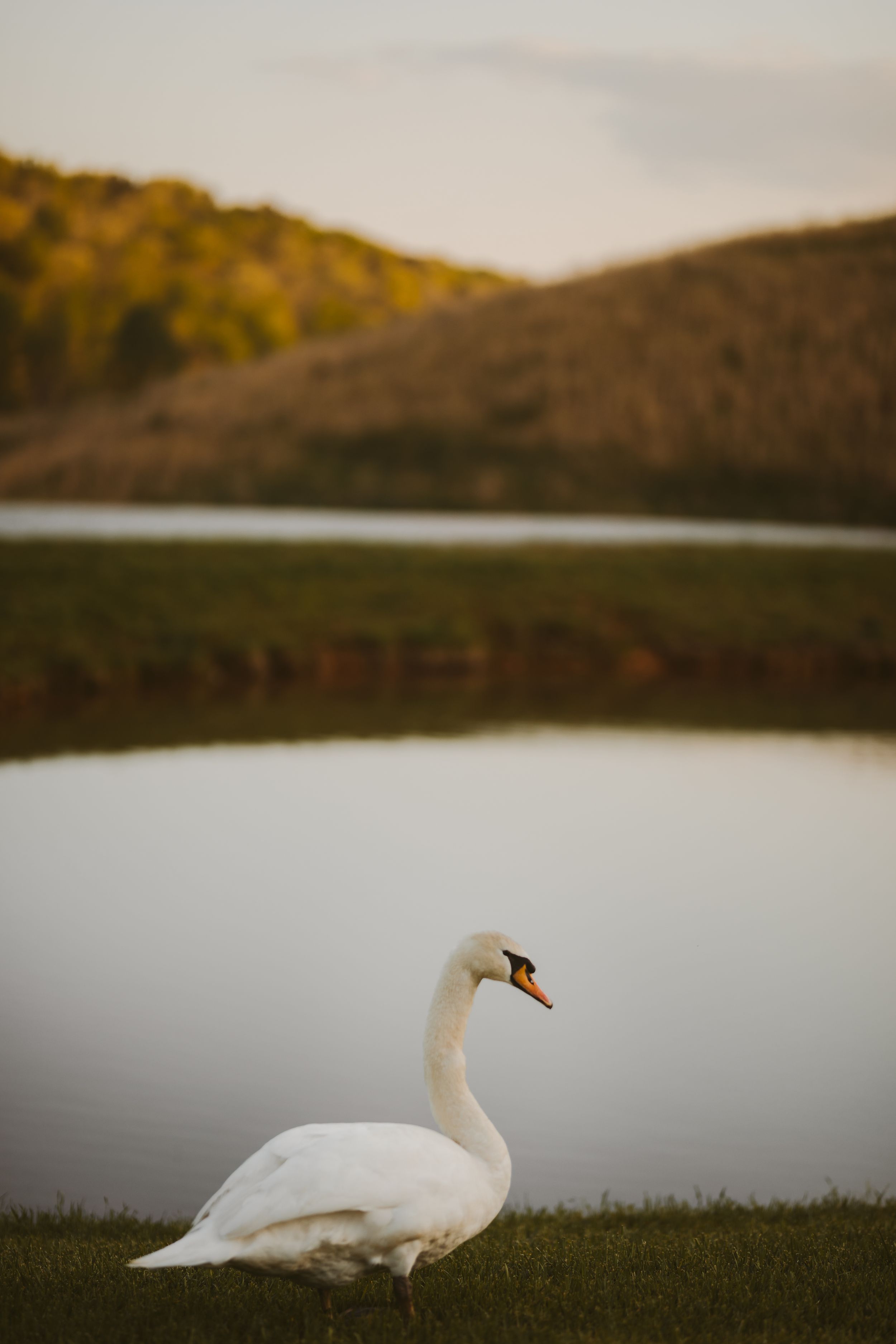 Wedding at Swan Lake Overlook