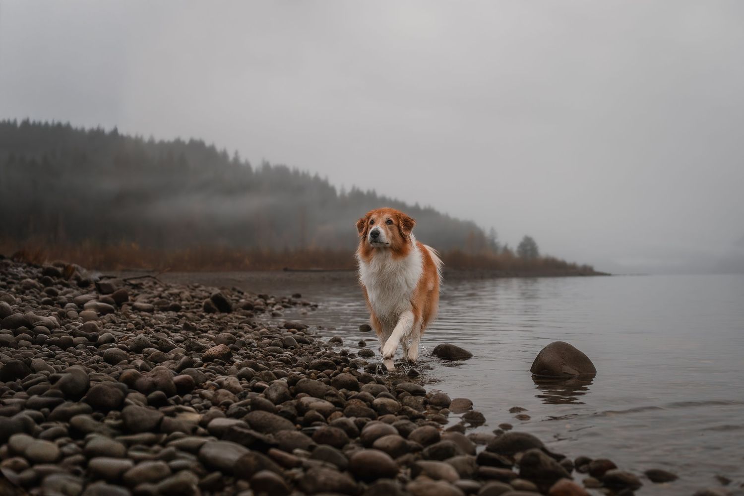 Collie at a moody lake day